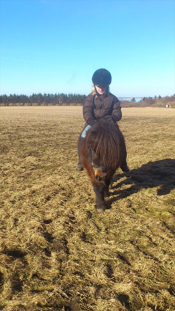 Shetlænder Stella billede 3