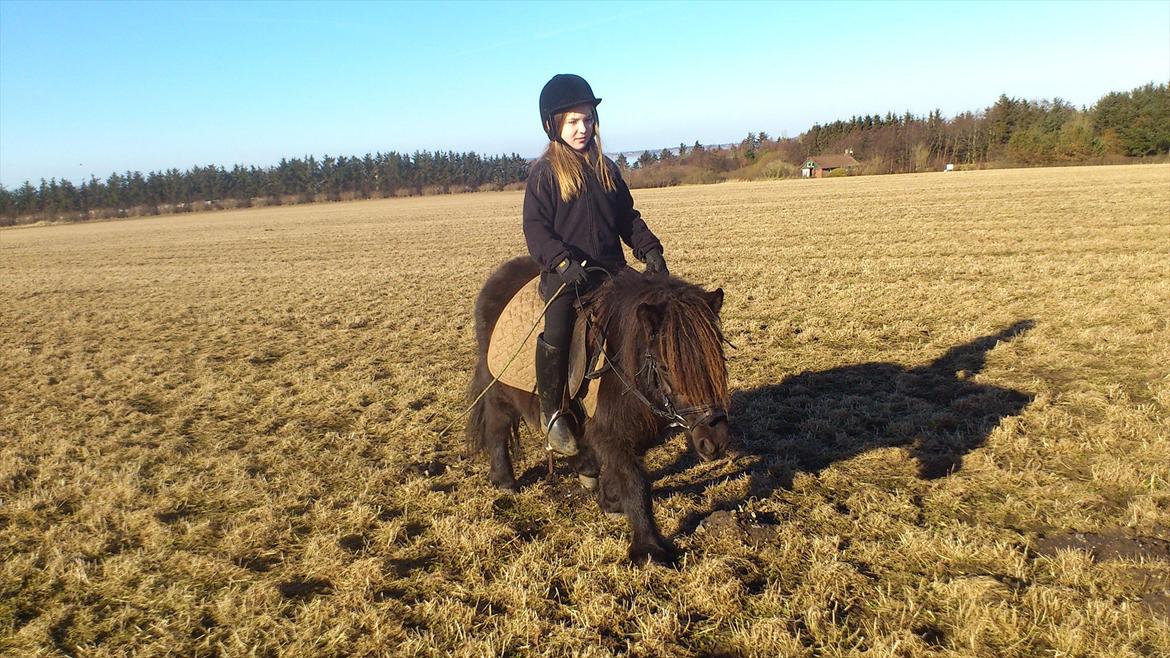 Shetlænder Stella billede 4