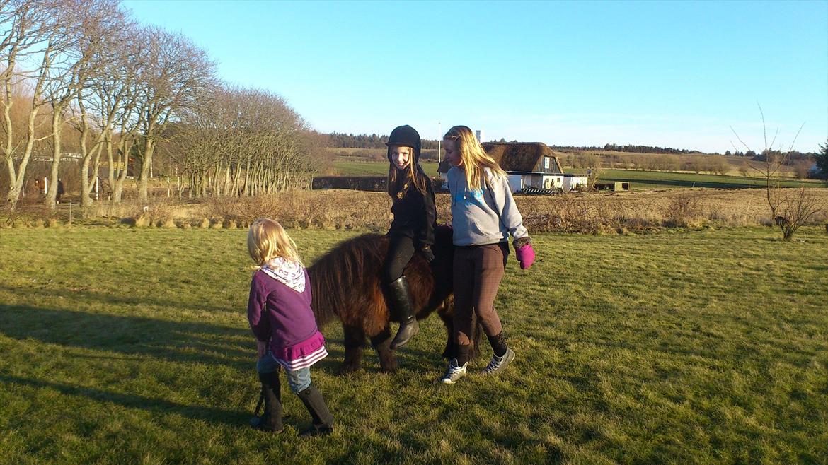 Shetlænder Stella billede 5