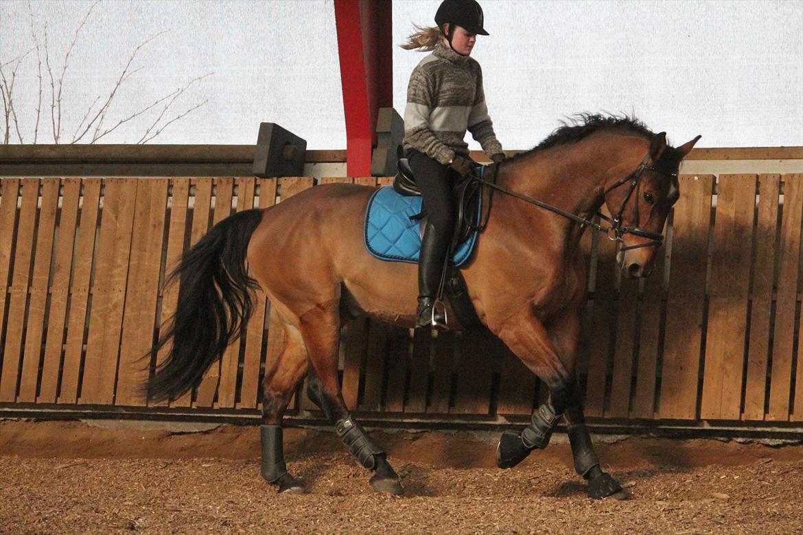 Hollandsk Varmblod Vicomte (Victor) - Dressurtræning. Dejlige Victor <3
Foto: Heidi billede 7