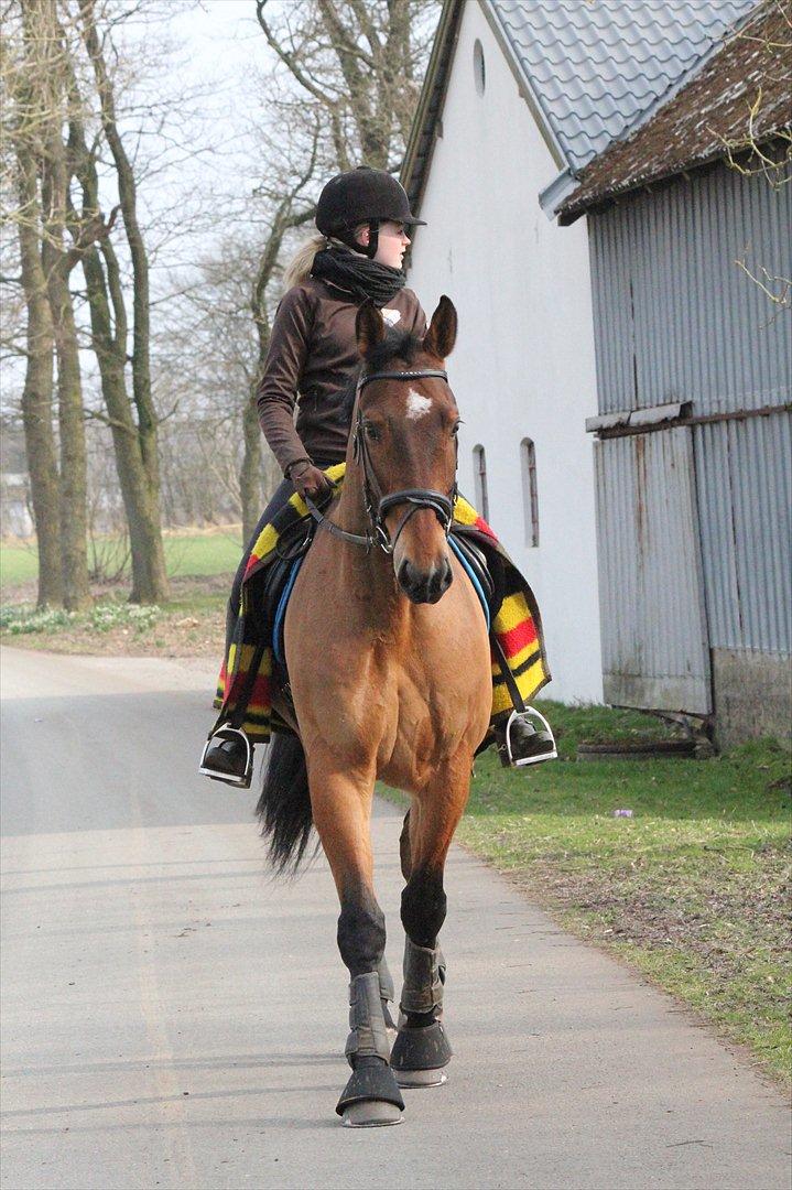 Hollandsk Varmblod Vicomte (Victor) - Bette skridttur efter endt træning :-)
Foto: Heidi billede 3