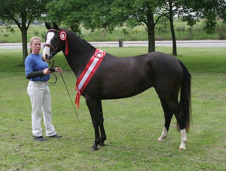 DSP Haahr's Gaia BRSDH billede 1