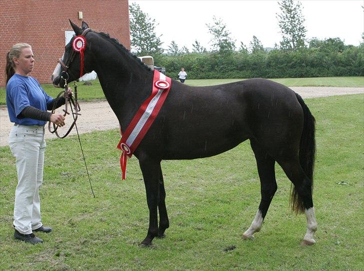 DSP Haahr's Gaia BRSDH billede 2