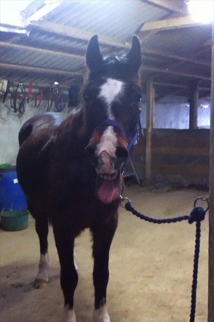 DSP Snekkerups Candy - Meget træt pony efter en god ridetur i skoven. billede 14