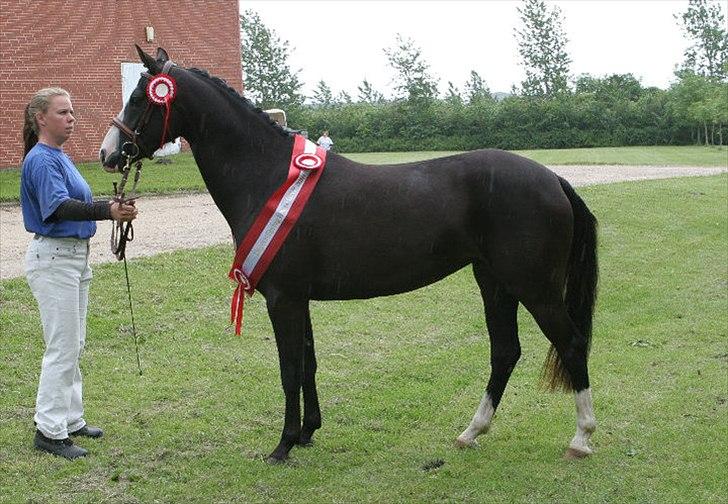 DSP Haahr's Gaia BRSDH billede 3