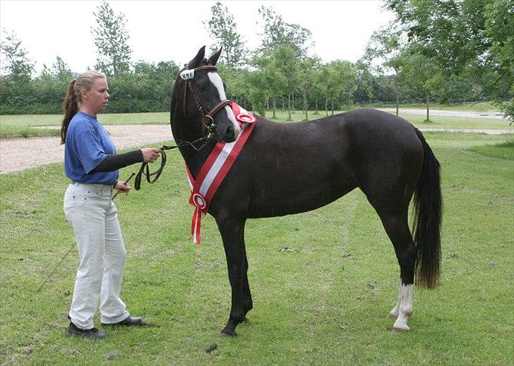 DSP Haahr's Gaia BRSDH billede 4