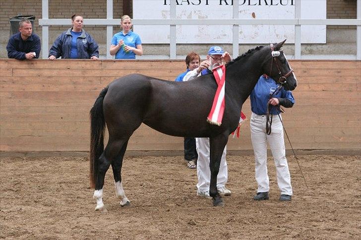 DSP Haahr's Gaia BRSDH billede 6