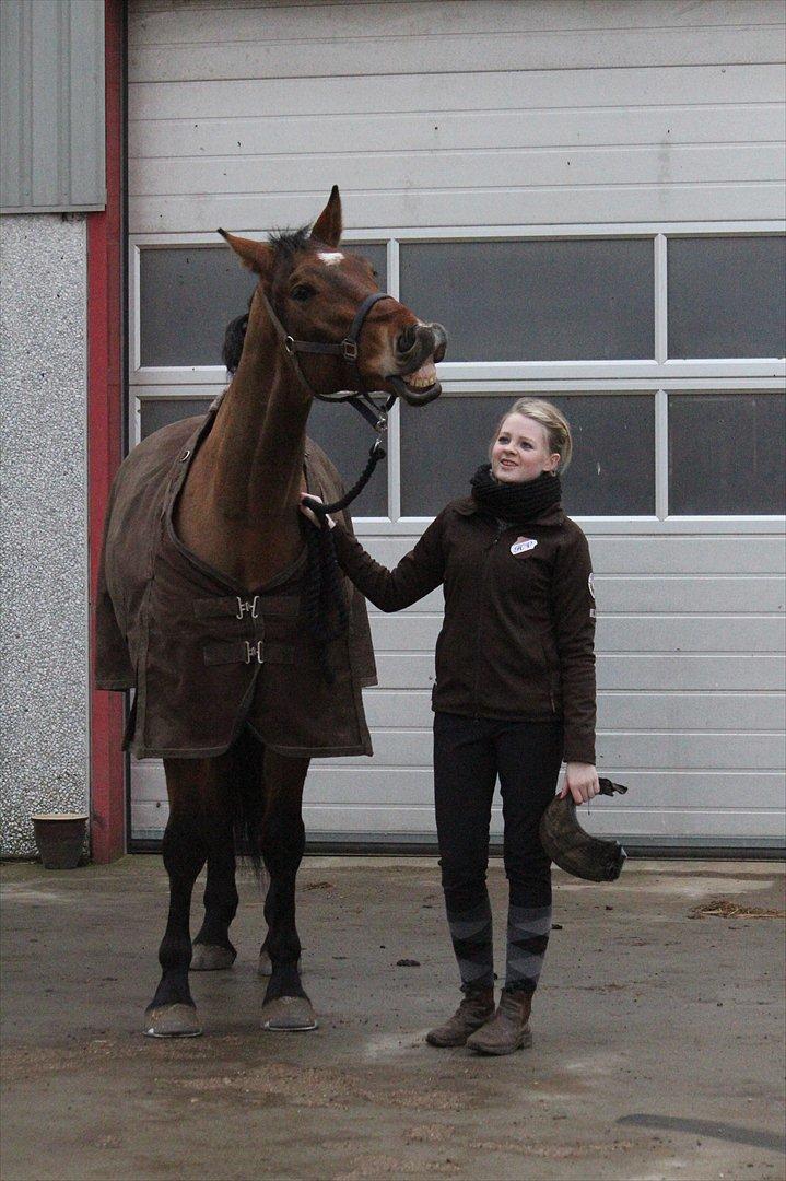 Hollandsk Varmblod Vicomte (Victor) - Haha! Tak fordi i kiggede med, læg gerne en kommentar og bedømmelse :-)
Foto: Marlene billede 19