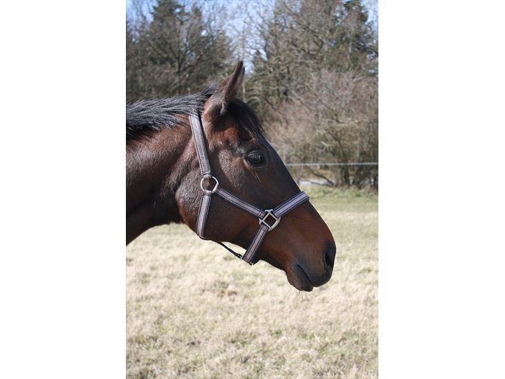 {{currentPhoto.altText}} billede {{currentPhoto.number}}