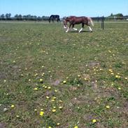 Welsh Pony af Cob-type (sec C) dyrfal indy