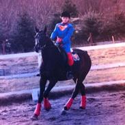 Tysk Sportspony Nordfeuer Charrel