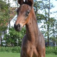 Anden særlig race Vejrholms Canto