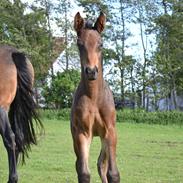 Anden særlig race Vejrholms Canto