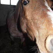 Anden særlig race Grimling