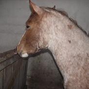 Anden særlig race Grimling