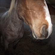 Anden særlig race Grimling