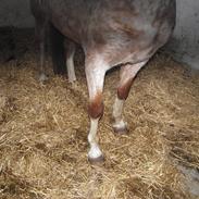 Anden særlig race Grimling