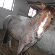 Anden særlig race Grimling