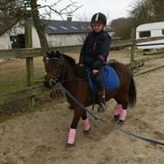 Dartmoor Bella Donna [Tilrider]