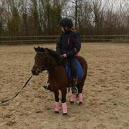 Dartmoor Bella Donna [Tilrider]