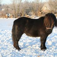 Shetlænder Ædellunds Laura.