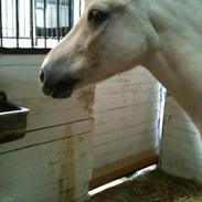 Fjordhest Monalisa Tyler tidl.part