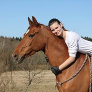 Hollandsk Sportspony Xana Maxima 