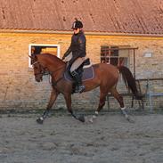 Hollandsk Sportspony Xana Maxima 