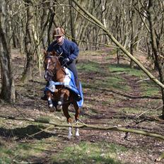 Anden særlig race Tosca J
