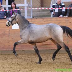 DSP Jægersborgs Mr. Darcy