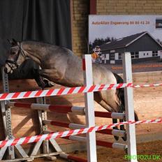 DSP Jægersborgs Mr. Darcy