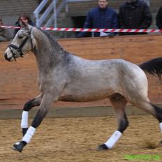 DSP Jægersborgs Mr. Darcy