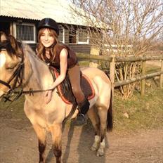 Welsh Partbred (Sec F) Tivall