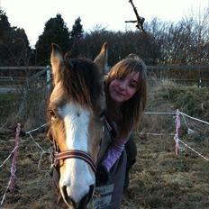 Welsh Partbred (Sec F) Tivall