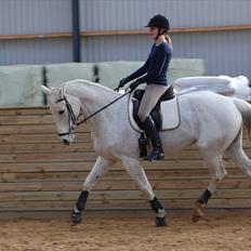 Hannoveraner Ferrari