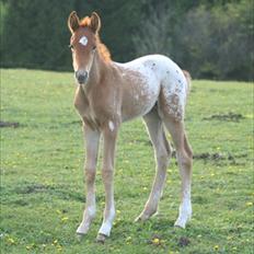 Welsh Partbred (Sec F) Aastrupgaards mimer