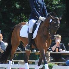 Tysk Sportspony Timo 215¨