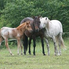 Welsh Partbred (Sec F) Aastrupgaards mimer