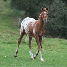 Welsh Partbred (Sec F) Aastrupgaards mimer