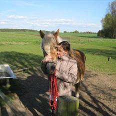 Haflinger Burgi - savnet og elsket