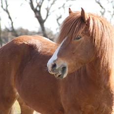 Islænder Dyggur fra Tranten