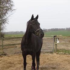 Dansk Varmblod Bomgårdens Black Pearl