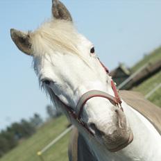 Knabstrupper Norring's Trinity [Låne Pony]