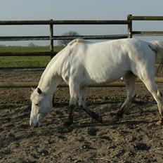 Knabstrupper Norring's Trinity [Låne Pony]