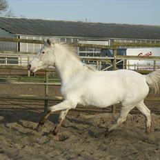 Knabstrupper Norring's Trinity [Låne Pony]