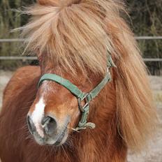 Shetlænder Niarn Hingst