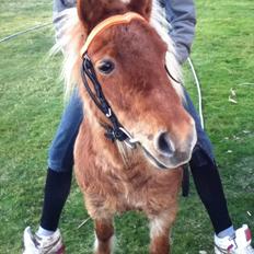 Shetlænder Ingstrups Sandra