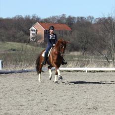 Dansk Varmblod Vicktor