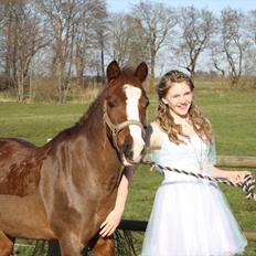 Welsh Pony (sec B) Mikkel