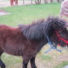 Shetlænder Hærvejens Frække Frida
